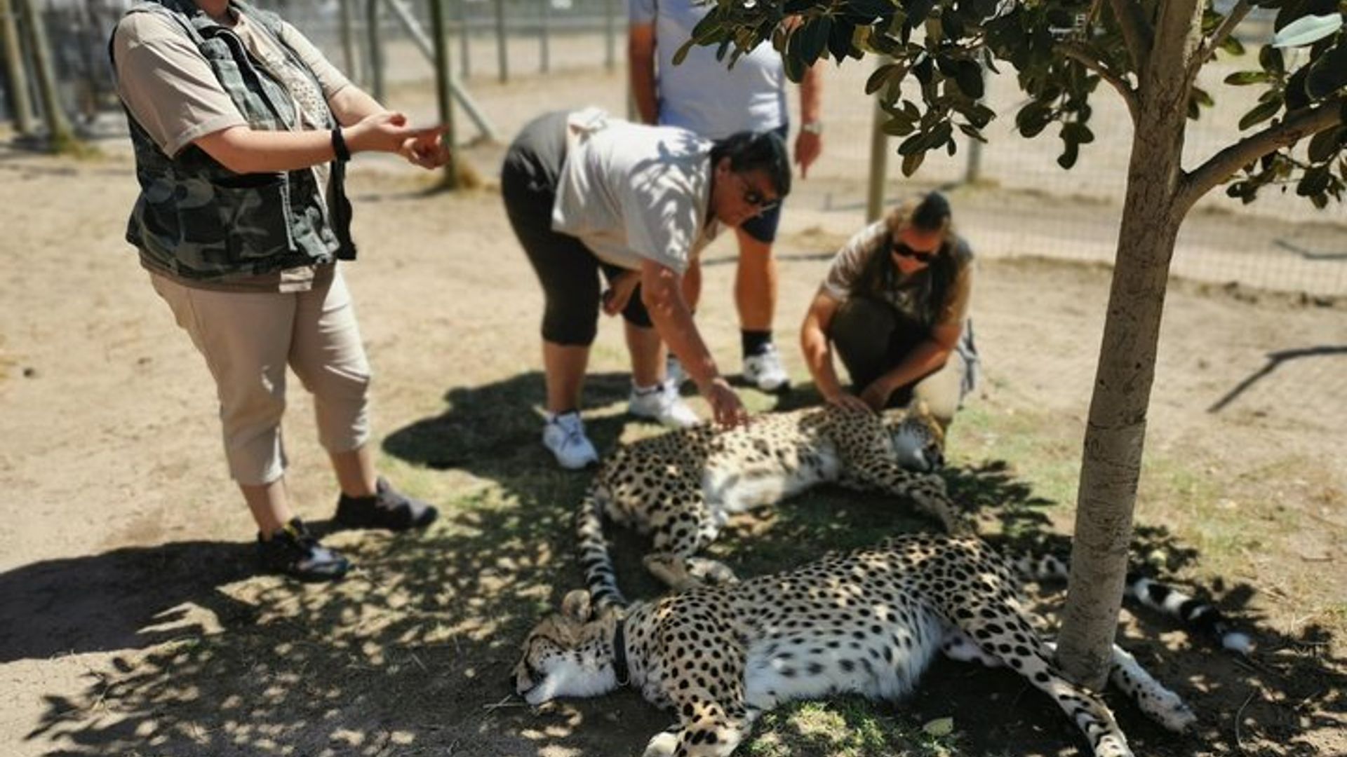 Visite de Cheetah Outreach, Gordon's Bay et Strand Beach