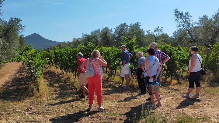 Wine tour to discover the wines of the charming Bolgheri with expert sommelier - 2 wineries