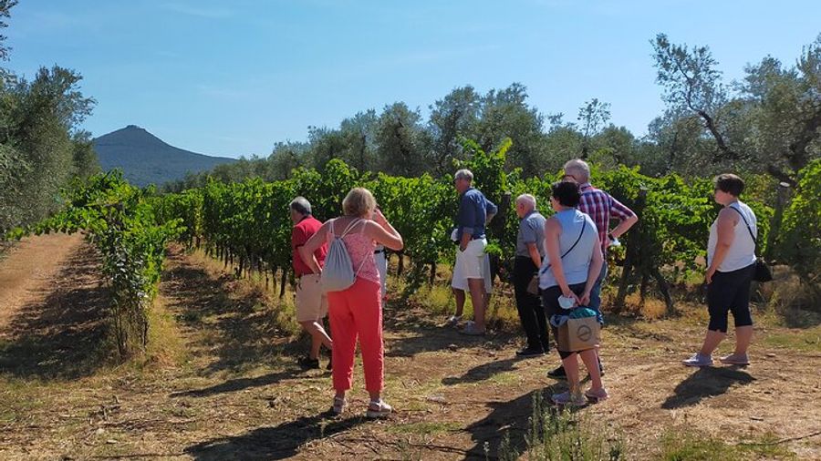 Wine tour to discover the wines of the charming Bolgheri with expert sommelier - 2 wineries