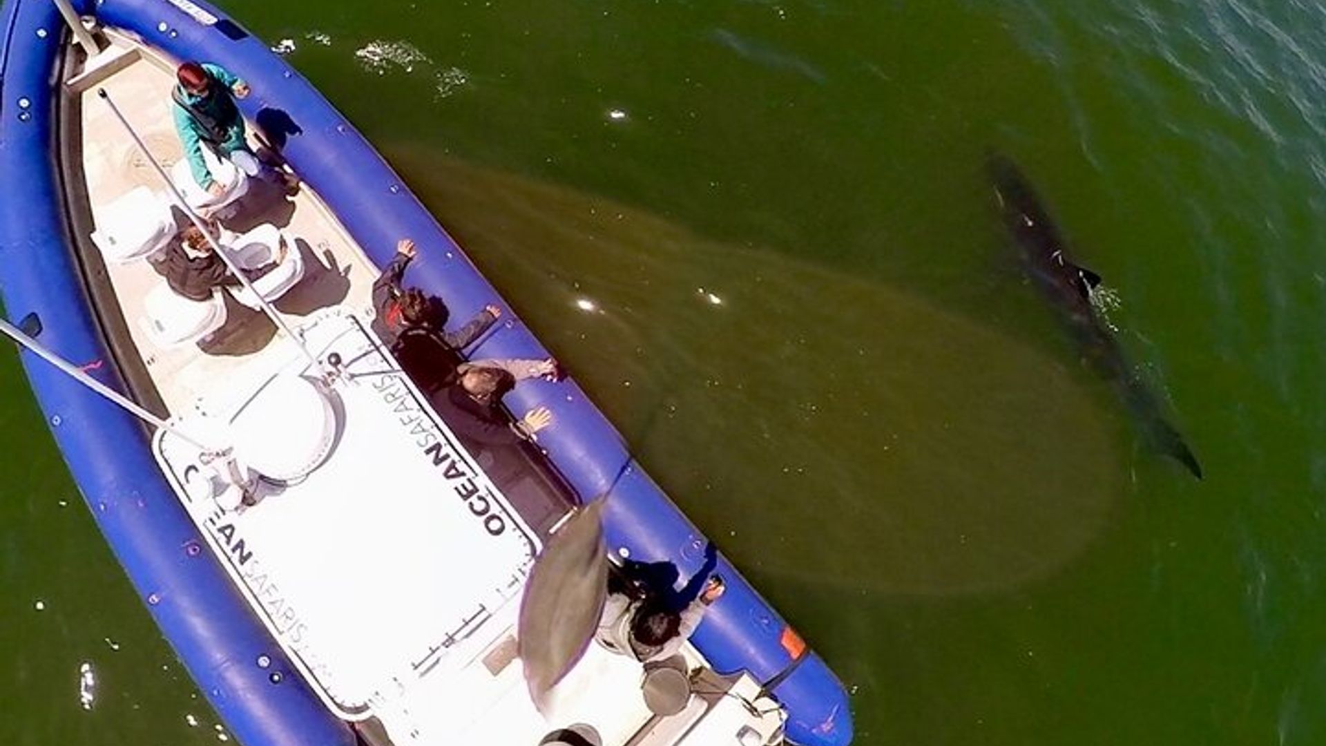 Great White Sharks Topside in Monterey Bay