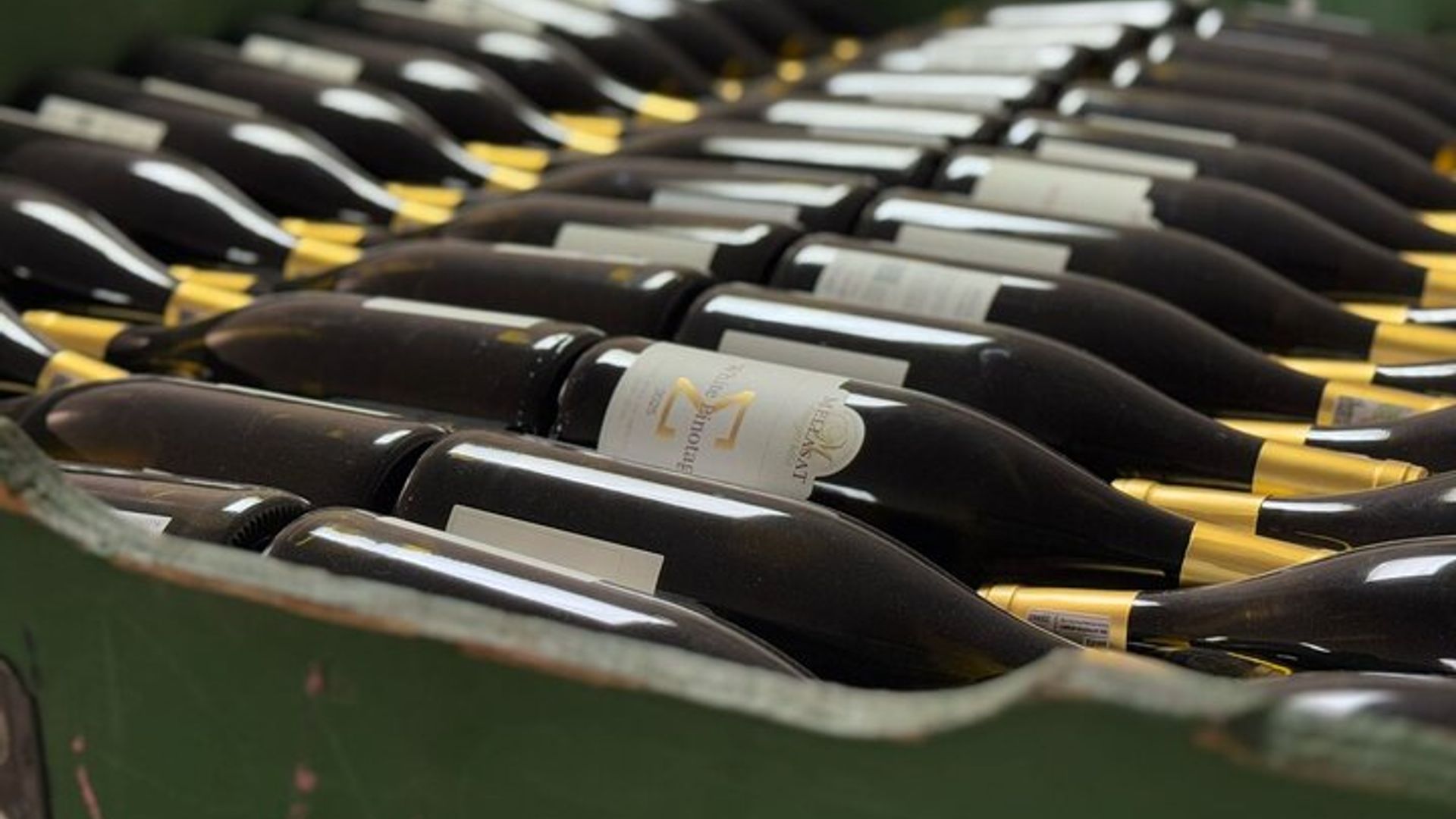Weinprobe in Dekkersvlei