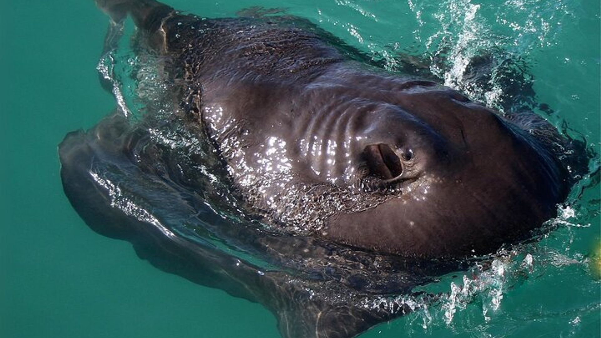 Cape Town: Shark Spotting and Cage Diving With Transfers
