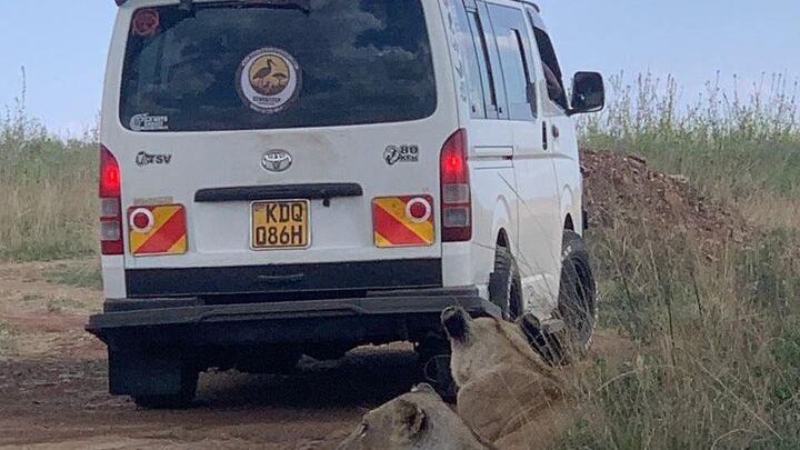 Nairobi National Park Half-Day Safari in a 4x4 Vehicle
