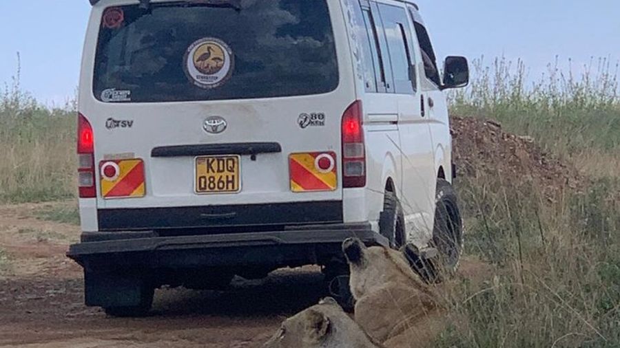 Nairobi National Park Half-Day Safari in a 4x4 Vehicle