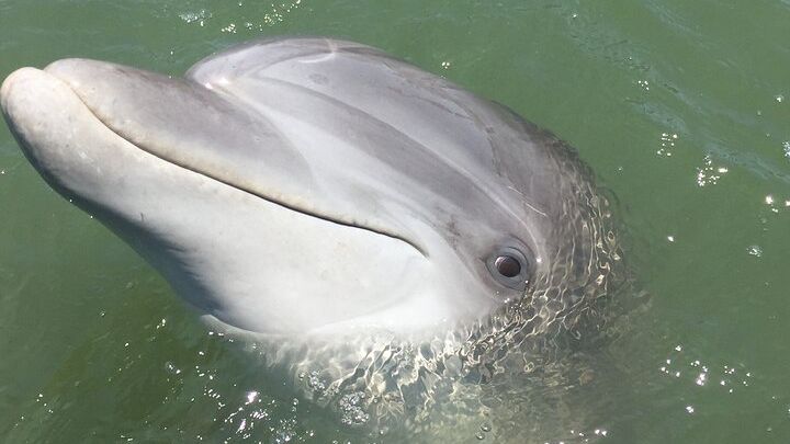 Hilton Head Island: Guided Dolphin-Spotting Wildlife Boat Tour
