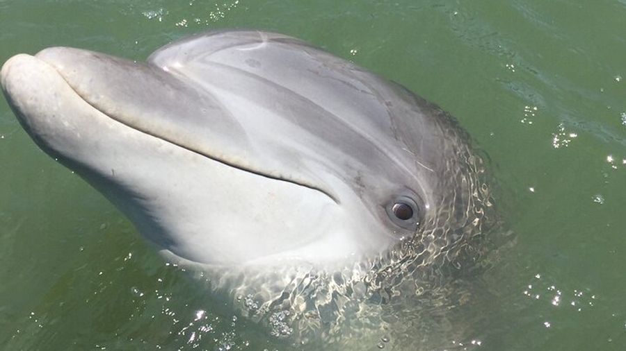 Hilton Head Island: Guided Dolphin-Spotting Wildlife Boat Tour