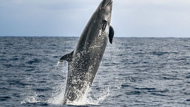 Big Island Kona Guaranteed Dolphin and Whale Watch Tour