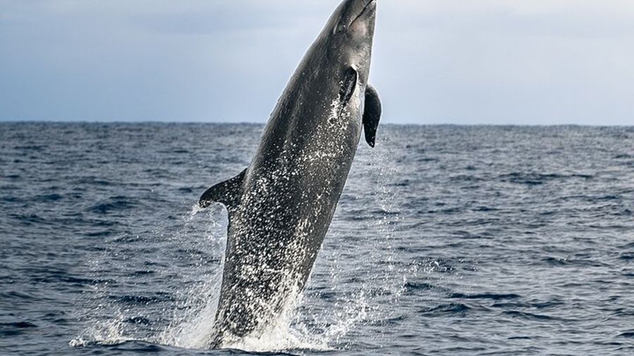 Kona Big Island Guaranteed Dolphin and Whale Watch Tour