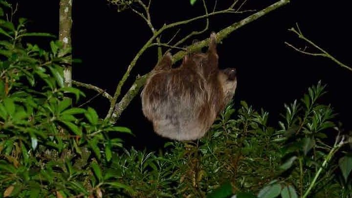 Monteverde Cloud Forest Guided Night Walk