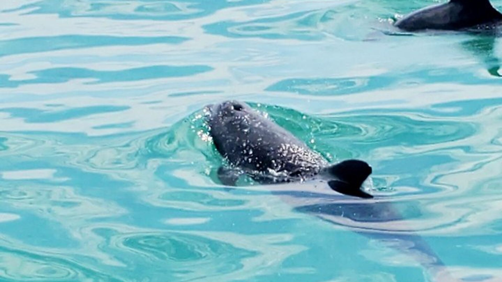 Crucero turístico al atardecer con vino y aperitivos
