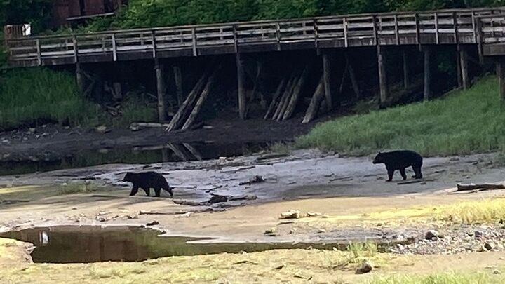 Ketchikan Sightseeing Tour With Saxman Native Village