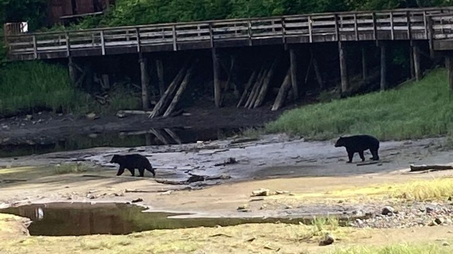 Ketchikan Sightseeing Tour With Saxman Native Village