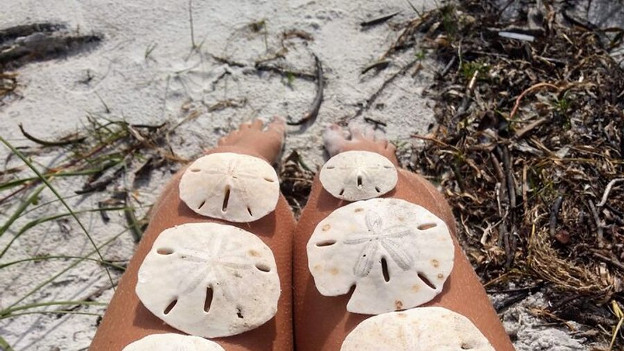 Three Hour Shelling Cruise to Shell Key Preserve from John's Pass