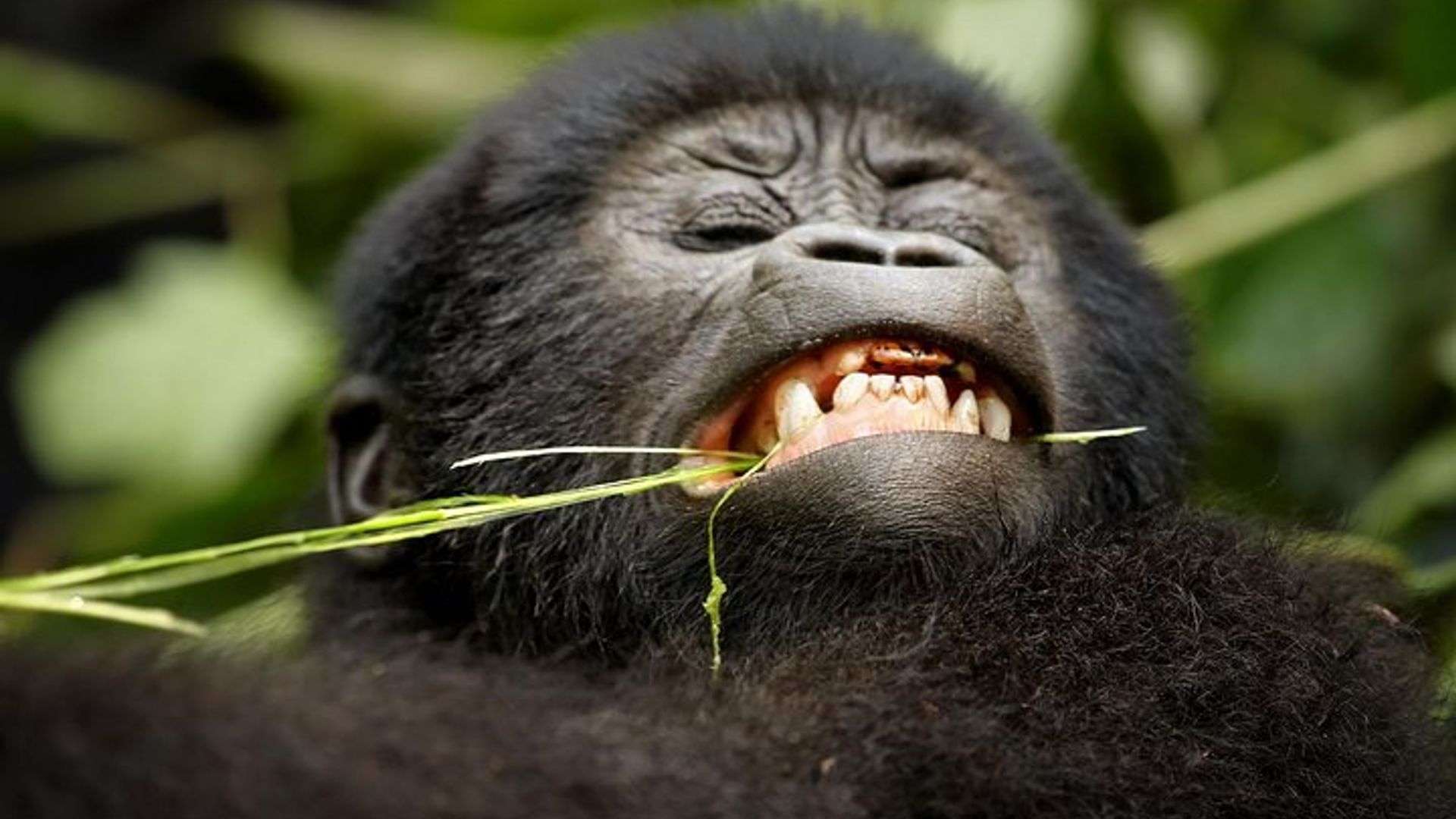 4 Day Gorilla Tracking Uganda