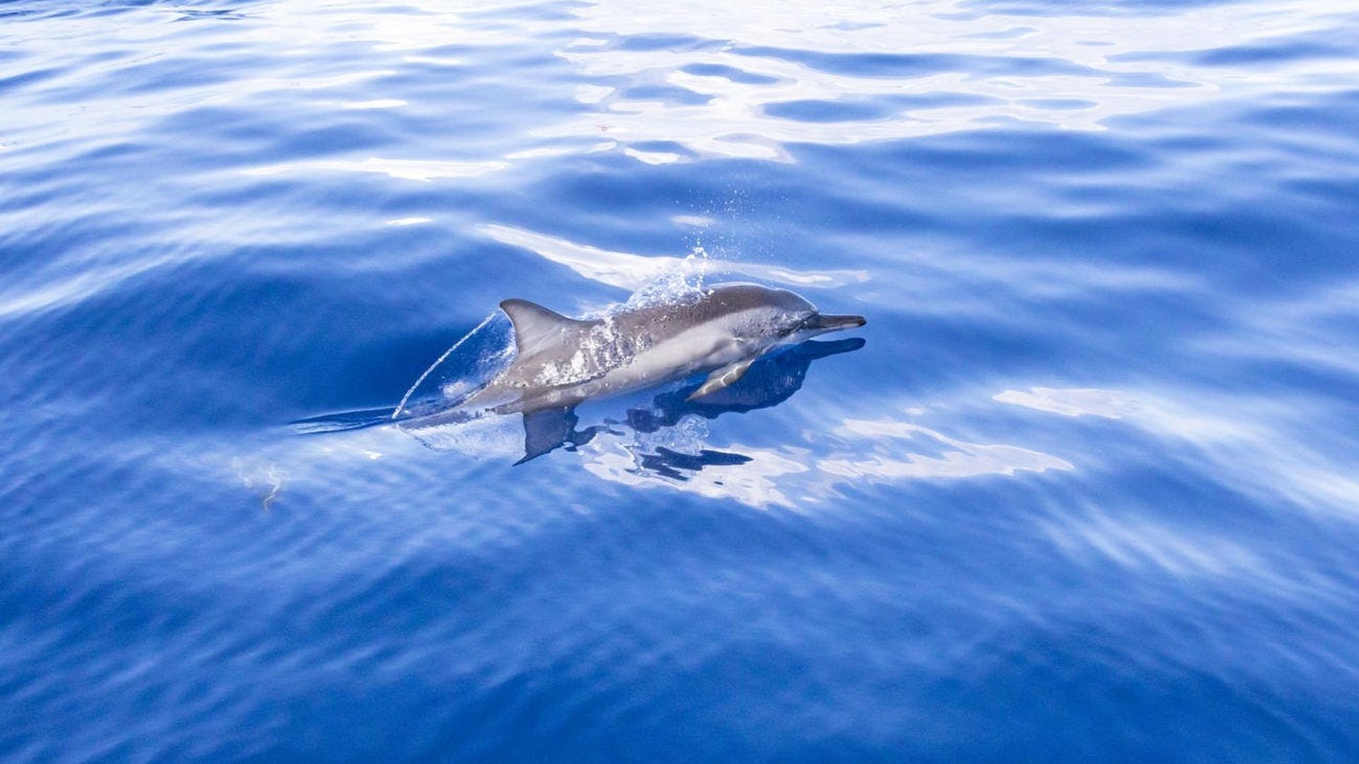 Crucero de observación de delfines en Mauricio y entrada a los parques