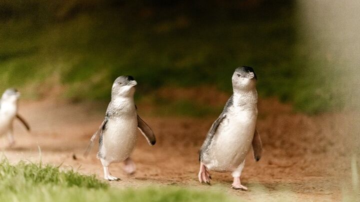 Phillip Island Penguin and Koala Highlights Day-Trip from Melbourne