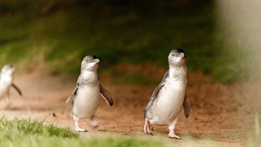 Phillip Island Penguin Parade and Koalas Tour From Melbourne