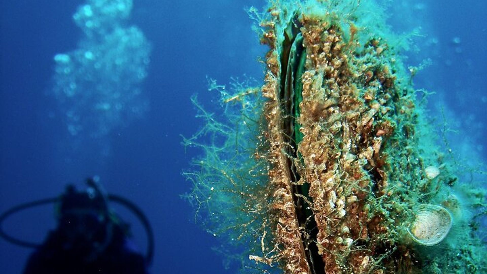 Aventura submarina con bautismo de mar en la isla de Elba