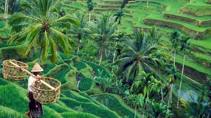 Ubud Private Tour with Entrance Fees Included