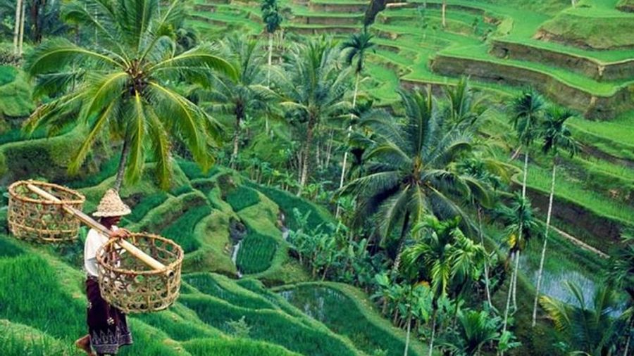 Ubud Private Tour with Entrance Fees Included