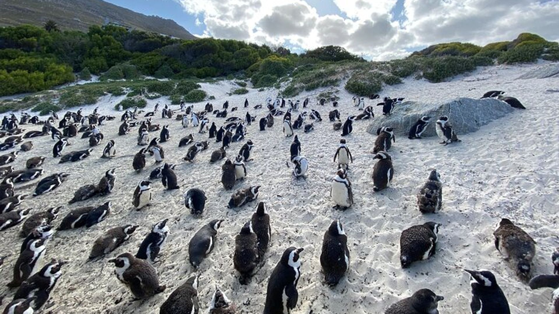 5 - Tagestour Kapstadt-Tafel Berg-RobbenInsel-Safari-Halbinsel