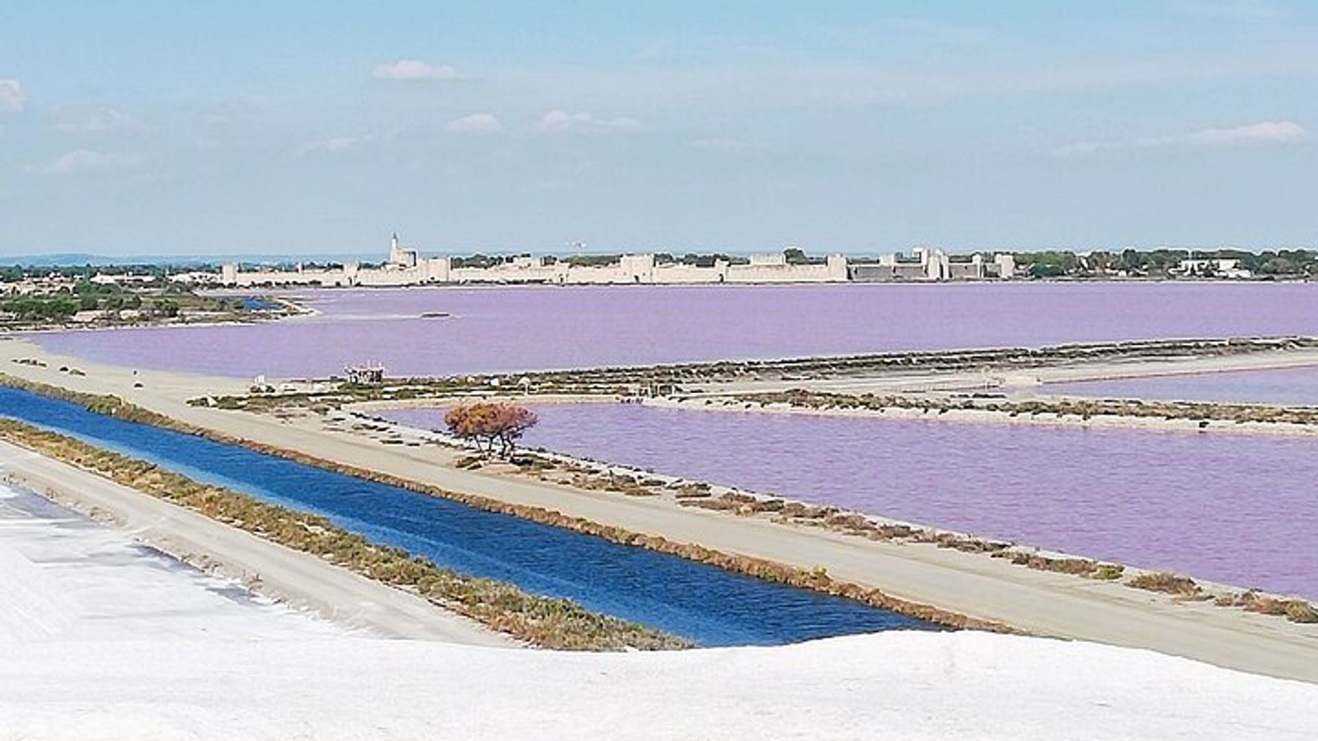 Camargue Day Trip Flamingos Wine and Dead Aquarius