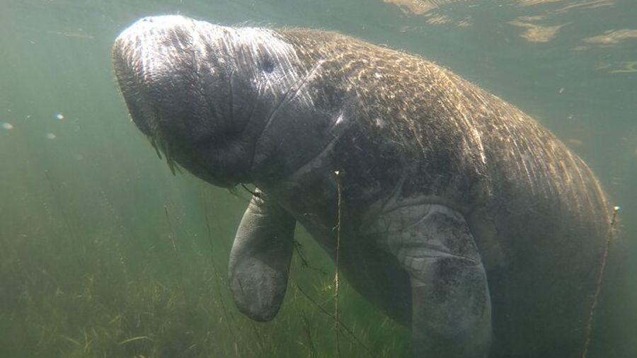 Classic Crystal River Manatee Swim Tour with Free Photos