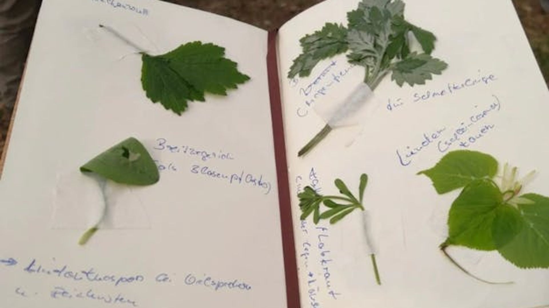 Berlin Mühlenbecker Land wild plant foraging guided walking experience