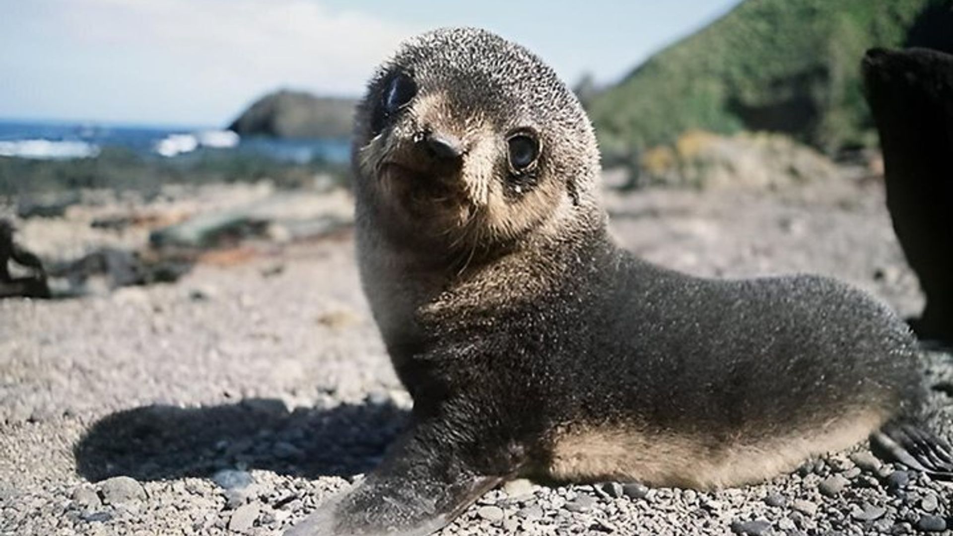Seal Island Mossel Bay Tour