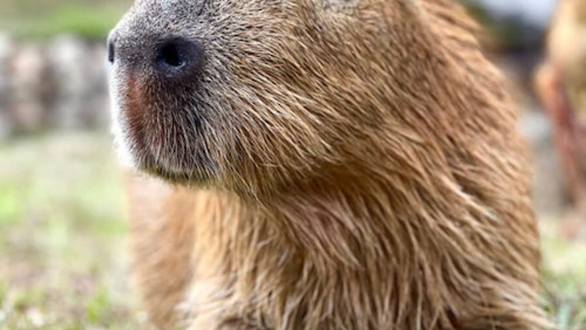 Gatorland Orlando: Eintritt ohne Anstehen
