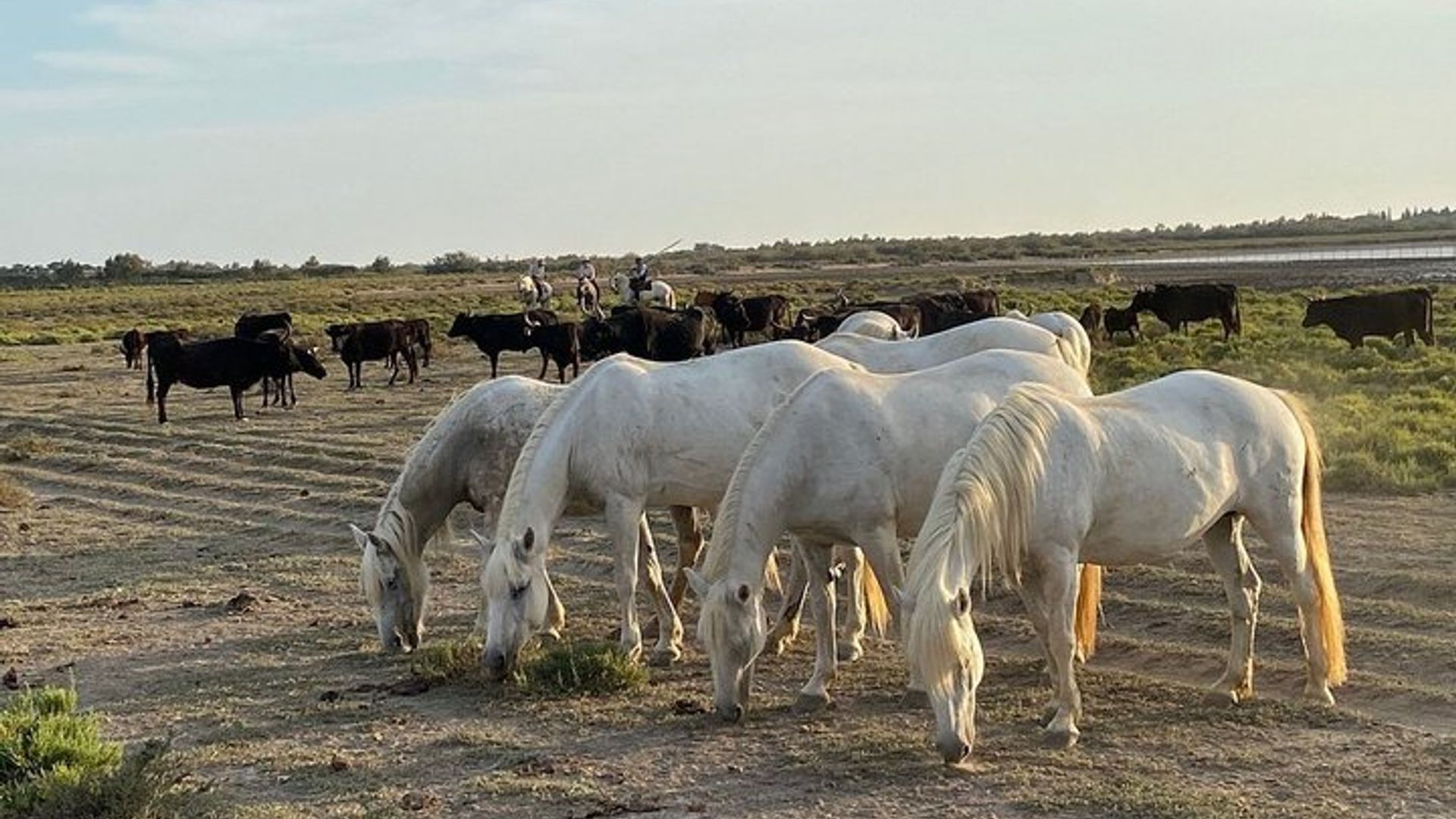 Les Saintes Marie de la Mer, la Camargue et Arles, journée privée