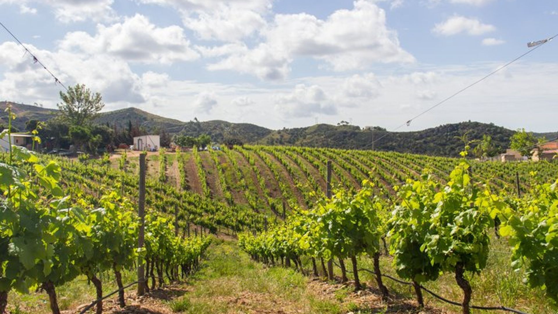 Excursion d'une journée complète à Silves et aux vignobles depuis Albufeira avec dégustations