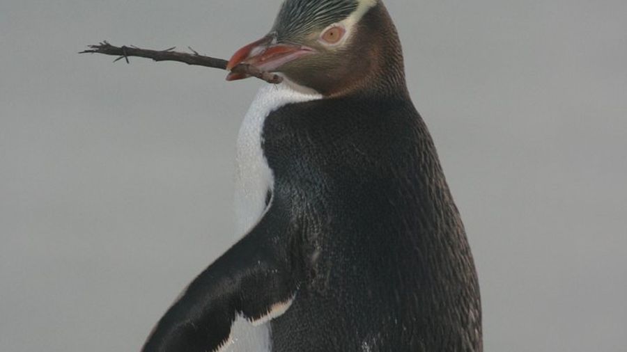 Dunedin and Otago Peninsula Small-Group Highlights Tour
