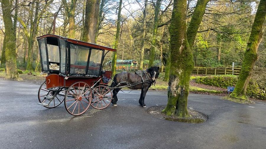 1 Hour Guided Carriage Tour in Killarney National Park