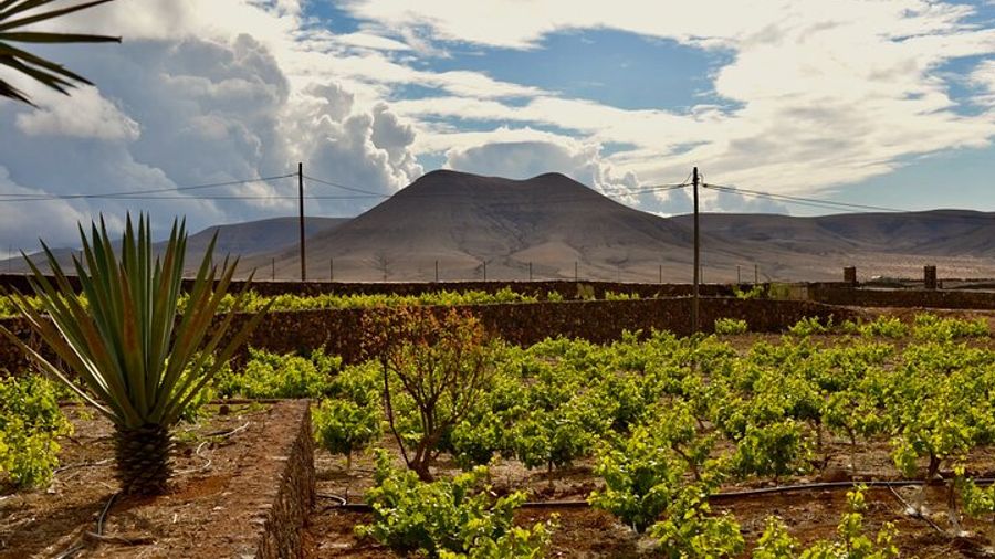 Vineyard tour with wine tasting and local products