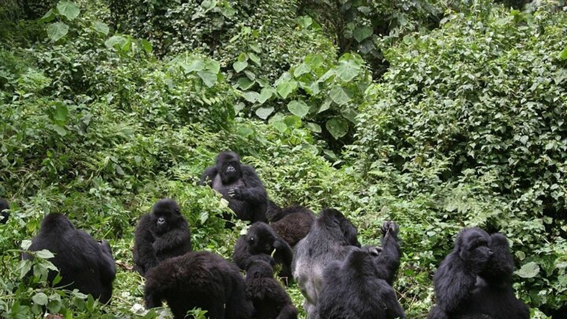 11 Days Uganda And Rwanda Private Safari Tour