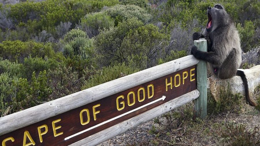 Cape of Good Hope and Boulders Beach Penguins Small-Group Tour