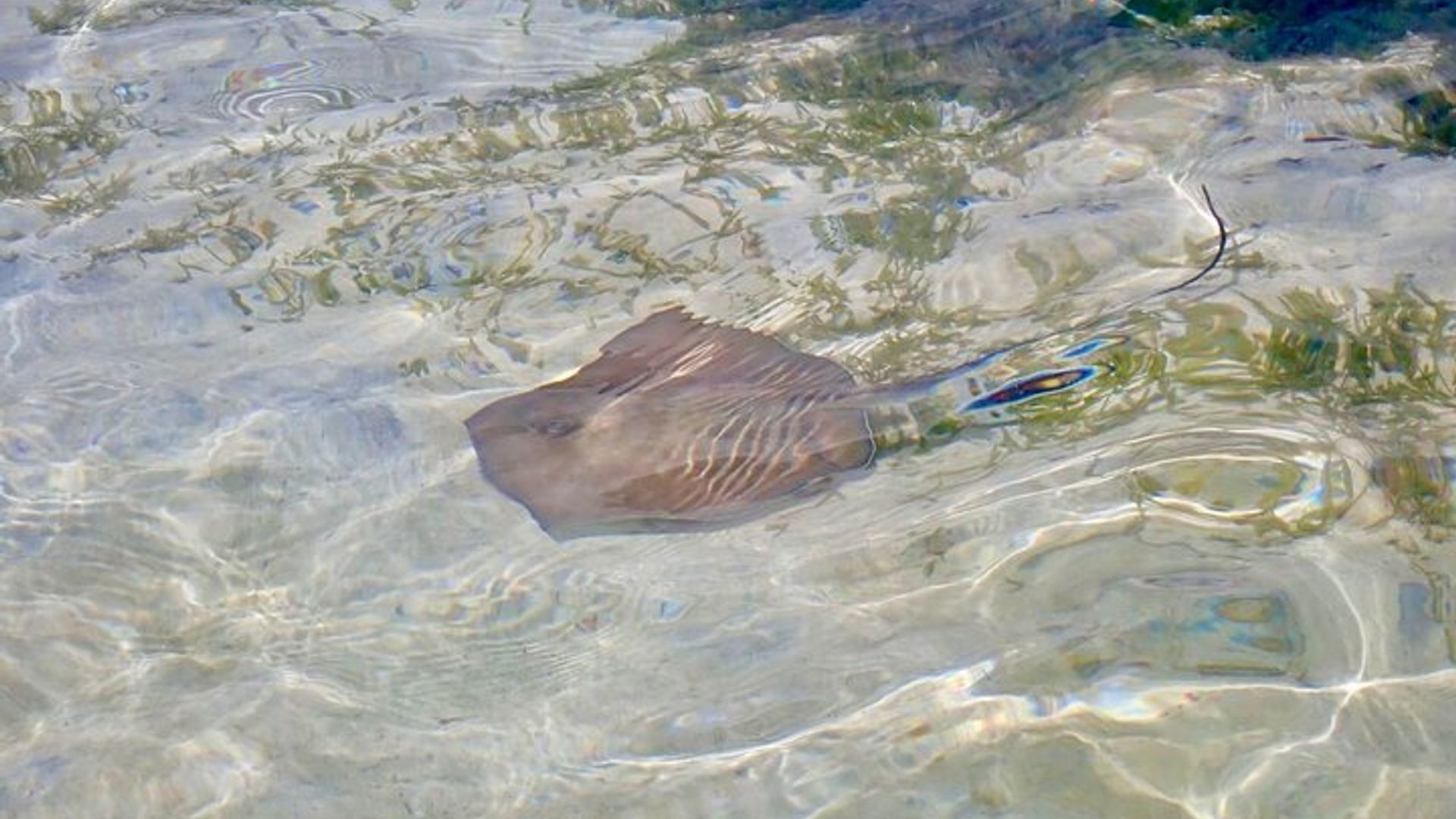 Croisière au le Grand Cul de Sac dans un aquarium à ciel ouvert