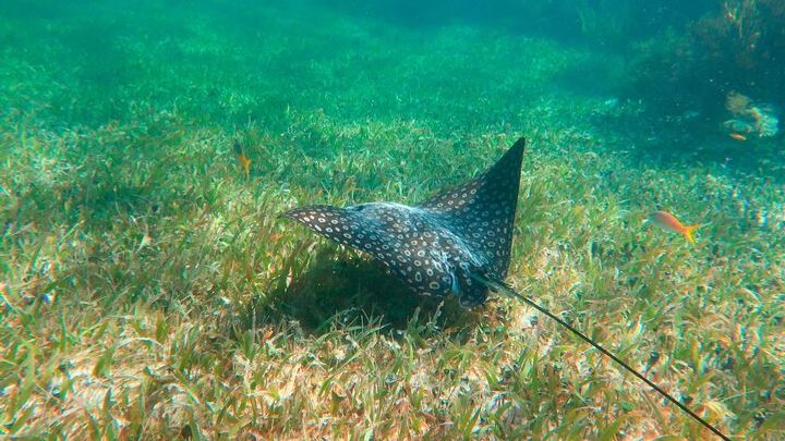 Cancun Reef Snorkeling Excursion with Beachside Lunch