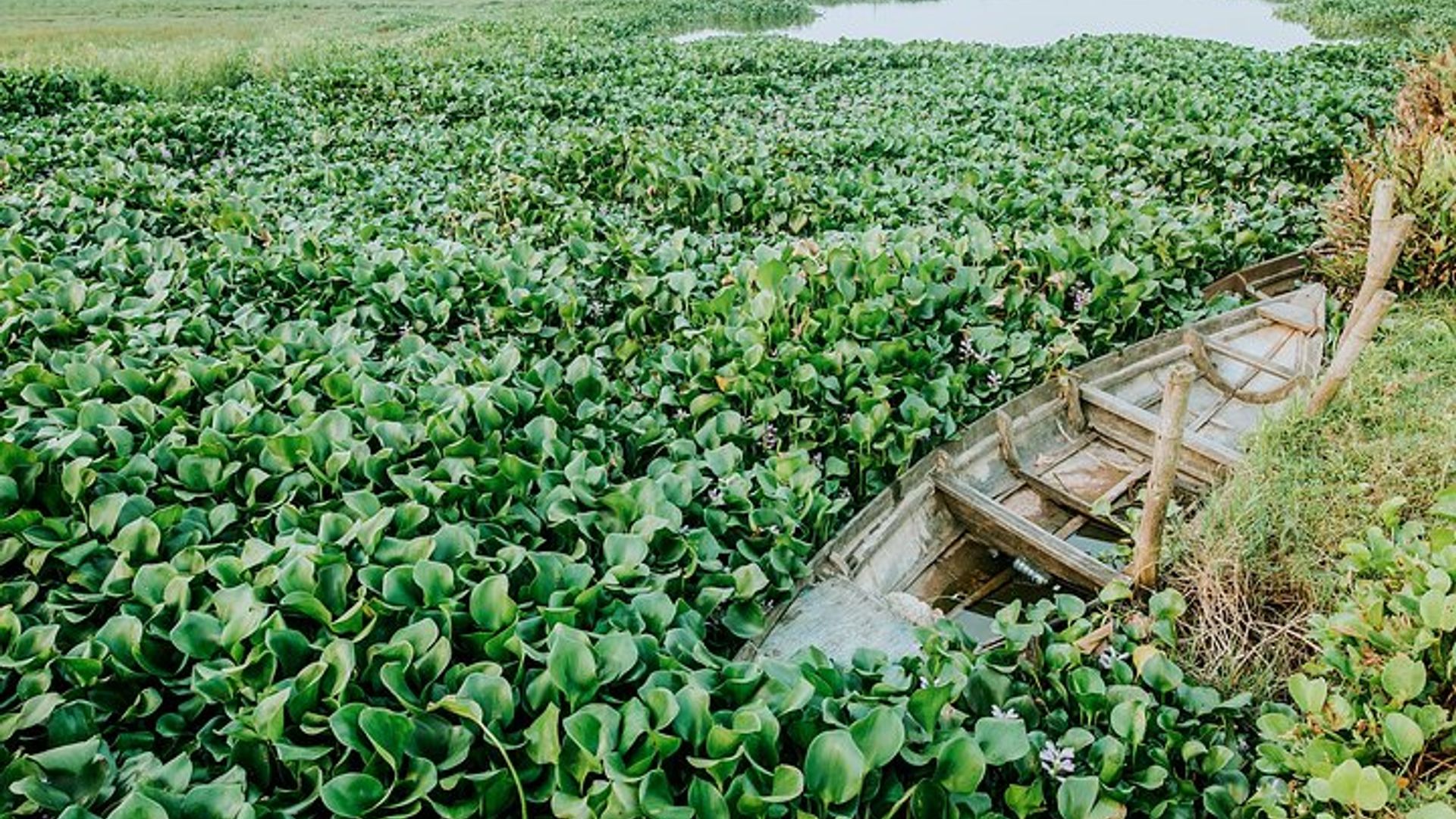 Hoi An Sunrise or Sunset Photography Tour: Private or Small-Group