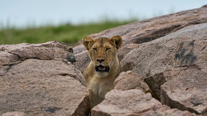 7-Day Midrange Tanzania Safari Adventures (Big 5)