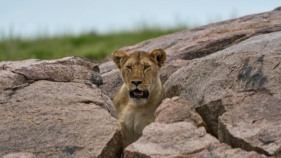 7-Day Midrange Tanzania Safari Adventures (Big 5)