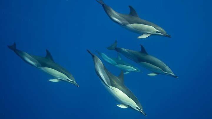 Swim with Wild Dolphins in the Azores