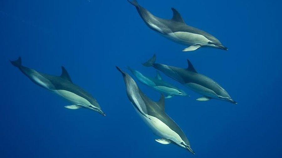 Swim with Wild Dolphins in the Azores
