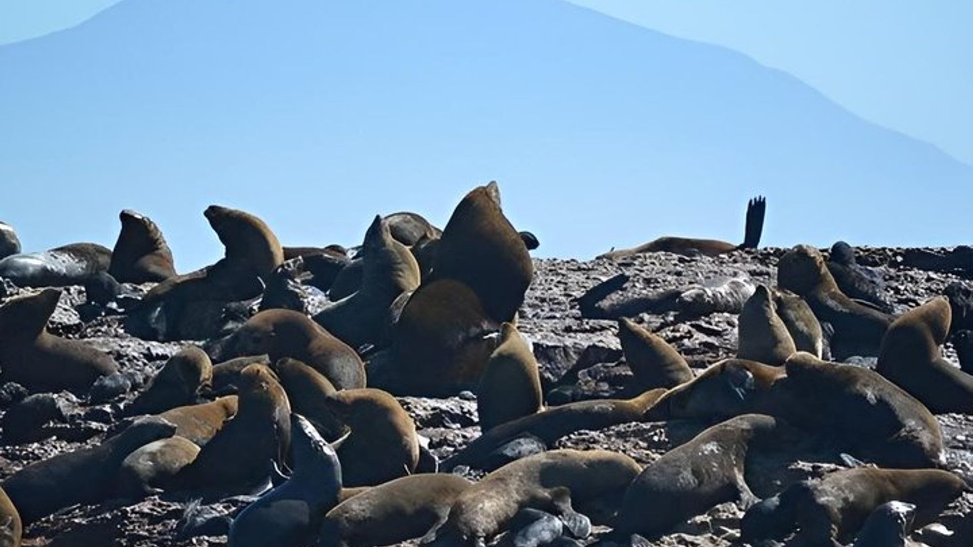 Tour a la bahía de Mossel