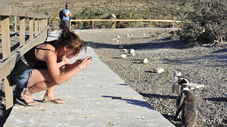 Punta Tombo Penguin Colony from Puerto Madryn with Toninas Watching
