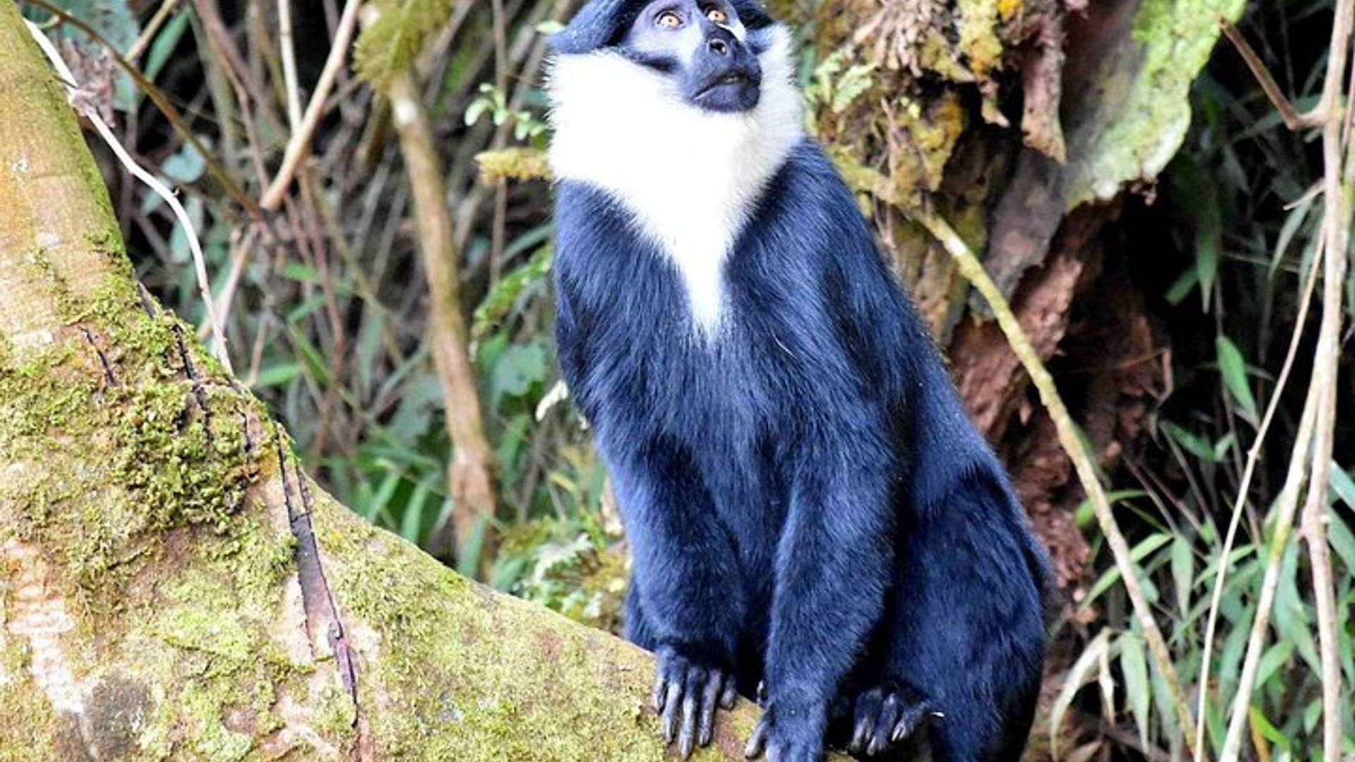 11-Day Uganda Safari Experience Tour with Pick Up