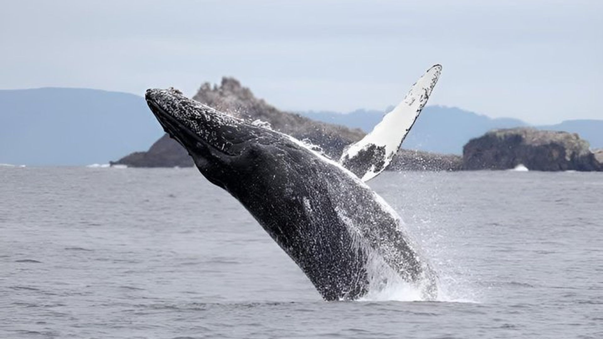 Partagé Hermanus Boat Based Whale Watching and Penguin Adventure