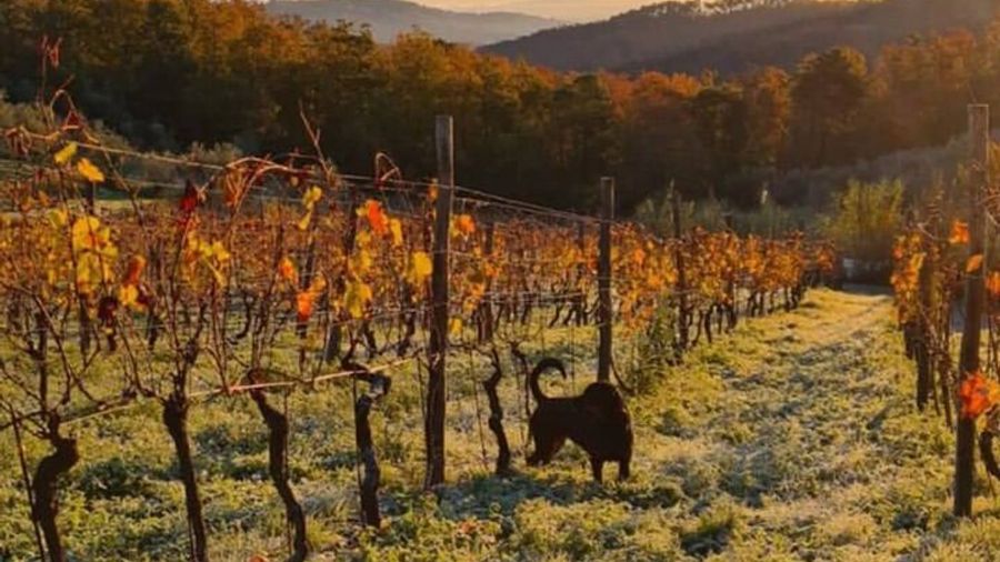 Honest Wines- Wine tasting at Cantina Biagiotti