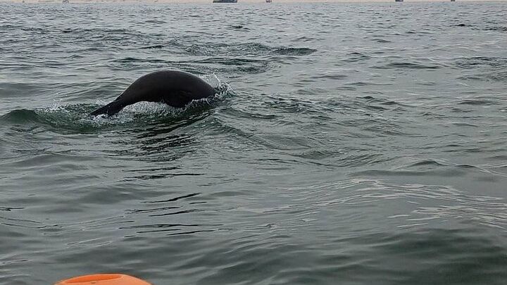 Seal Kayaking at Pelican Point from Walvis Bay